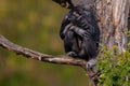 Sitting west african chimpanzee relaxes Royalty Free Stock Photo