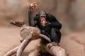 Sitting west african chimpanzee relaxes Royalty Free Stock Photo