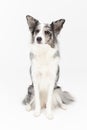 Sitting on a white background is a thoroughbred Border Collie with a full pedigree. The dog is colored in shades of Royalty Free Stock Photo