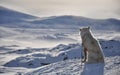 Sitting white dog in winter, Greenland