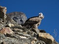 Sitting White-Rumped Vulture