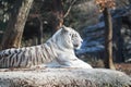 Sitting White wild Tiger on the rock in the Forest Royalty Free Stock Photo