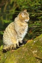 Sitting Wild Cat