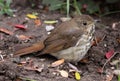 Sitting Wood Thrush Royalty Free Stock Photo