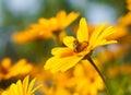 He is sitting on a yellow daisy Bee Royalty Free Stock Photo