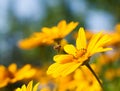 He is sitting on a yellow daisy Bee Royalty Free Stock Photo