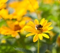 He is sitting on a yellow daisy Bee Royalty Free Stock Photo