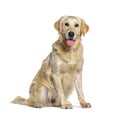 Sitting yellow Golden retriever dog panting, isolated on white Royalty Free Stock Photo