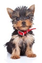 Sitting yorkie toy