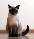 Sitting young adult siamese cat Royalty Free Stock Photo