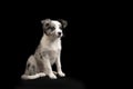 Sitting young border collie puppy looking away on a black background