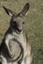 Sitting young kangaroo with hanging front legs with sharp long curved claws Royalty Free Stock Photo