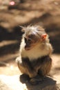 A sitting young monkey l, looking at the camera Royalty Free Stock Photo