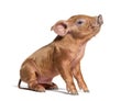 Sitting Young pig looking up mixedbreed, isolated Royalty Free Stock Photo