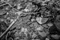 In situ Native American arrowhead artifact found in sand bed of a river Royalty Free Stock Photo