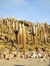 The Many Cacti on Isla Incahuasi, Bolivia