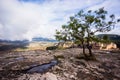 Siurana, Tarragona, Spain, May 1, 2020 - pair of trees grow on rock above clouds