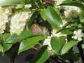 Siva Juniper Hairstreak Butterfly