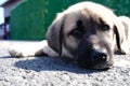 The Sivas Kangal Dog Turkey. Pedigreed, breed Royalty Free Stock Photo