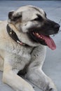 The Sivas Kangal Dog Turkey