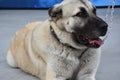 The Sivas Kangal Dog Turkey Royalty Free Stock Photo