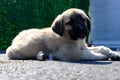 The Sivas Kangal Dog Turkey. Pedigreed, breed Royalty Free Stock Photo