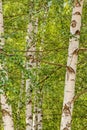 Siver birch trees Royalty Free Stock Photo
