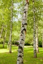 Siver birch trees Royalty Free Stock Photo