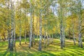 Siver birch trees Royalty Free Stock Photo