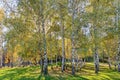 Siver birch trees Royalty Free Stock Photo