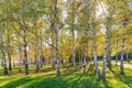 Siver birch trees Royalty Free Stock Photo