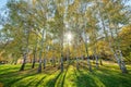 Siver birch trees Royalty Free Stock Photo