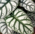 Siver caladium leaves, with dominant colors of silver and green