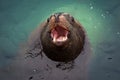 Sivuch or northern sea lion Royalty Free Stock Photo