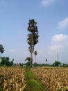 Siwalan trees are planted in rows on rice field embankments. Royalty Free Stock Photo