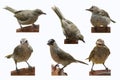 Six action of cute bulbul brids on rim of trays with water