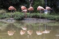 Six American flamingos sunbating at the edge of a pond in a park Royalty Free Stock Photo