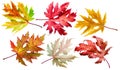 Six autumn maple leaves of different colors isolated on white background. Clipping path Royalty Free Stock Photo