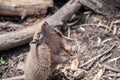 Six banded armadillo Euphractus sexcinctus, also known as the yellow armadillo catches a fly. Motion blur Royalty Free Stock Photo