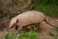 Six-banded armadillo (Euphractus sexcinctus) Royalty Free Stock Photo