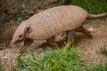 Six-banded armadillo Euphractus sexcinctus Royalty Free Stock Photo