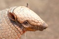 Six-Banded Armadillo (Euphractus Sexcinctus), selective focus Royalty Free Stock Photo