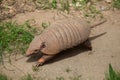 Six-banded armadillo (Euphractus sexcinctus) Royalty Free Stock Photo