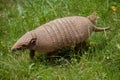 Six-banded armadillo (Euphractus sexcinctus) Royalty Free Stock Photo