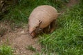 Six-banded armadillo (Euphractus sexcinctus) Royalty Free Stock Photo