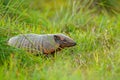 Six-Banded Armadillo, Yellow Armadillo, Funny portrait of Armadillo, face portrait, hidden in the grass. Wildlife of South Americ Royalty Free Stock Photo