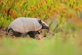 Six-Banded Armadillo, Yellow Armadillo, Funny portrait of Armadillo, face portrait, hidden in the grass. Wildlife of South Americ