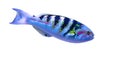 Sixbar wrasse or six-banded wrasse