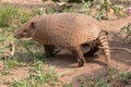 Six-banded or yellow armadillo Royalty Free Stock Photo