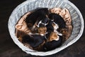 Six beagle puppies lay in big basket Royalty Free Stock Photo